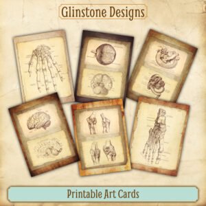 Six antique anatomy illustrations printable art cards