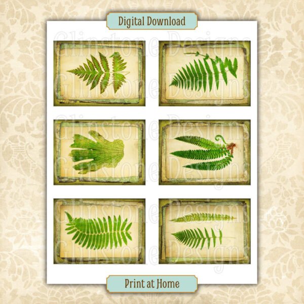 Six vintage ferns art cards on a page