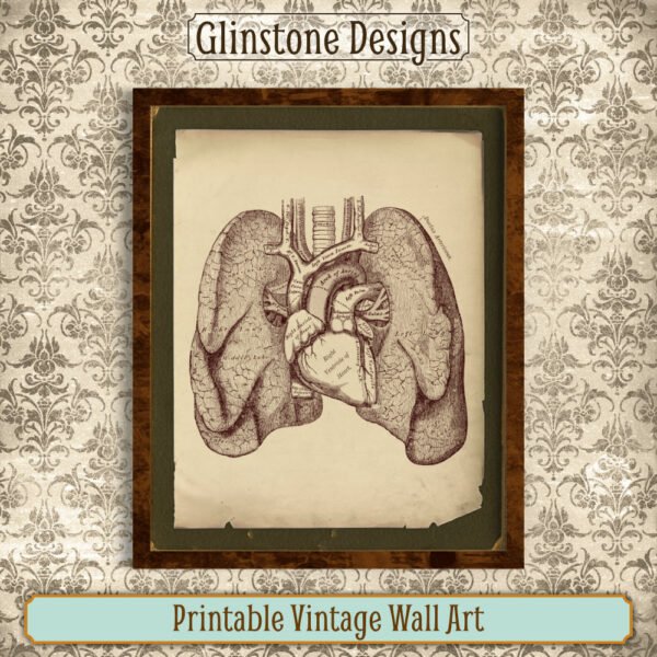 Heart and lungs anatomical illustration vintage wall art