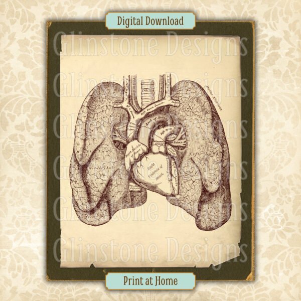 Heart and lungs anatomical illustration printable vintage wall art