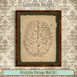 Human brain anatomical illustration vintage wall art