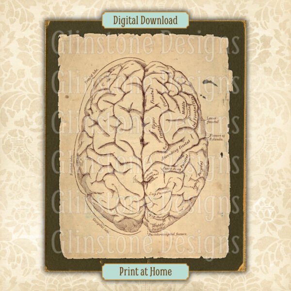 Human brain anatomical illustration printable vintage wall art