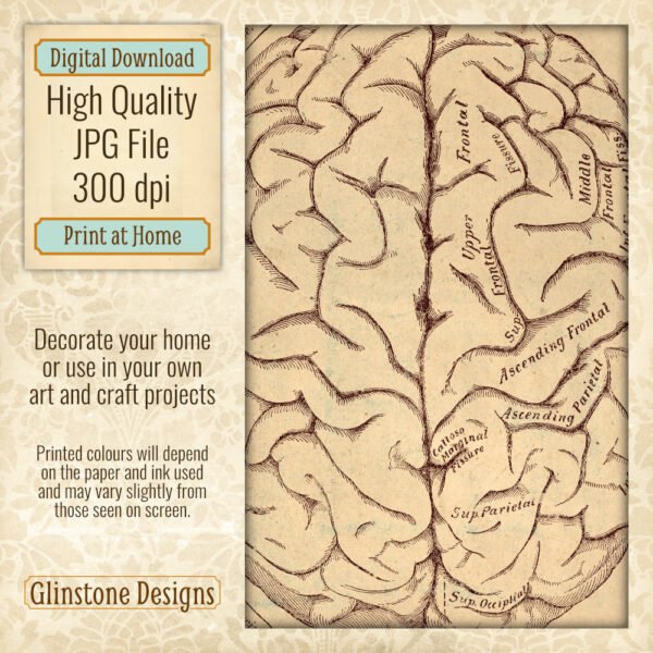 Human brain anatomical illustration printable vintage wall art detail