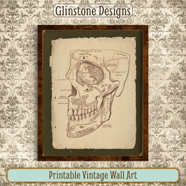 Human skull anatomical illustration vintage wall art