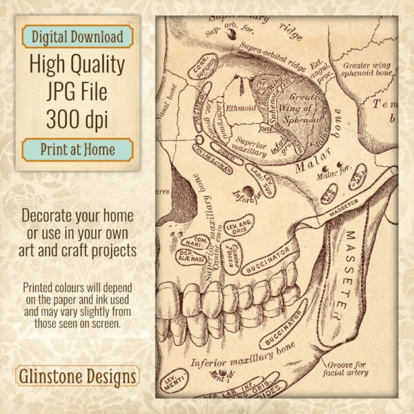 Human skull anatomical illustration printable vintage wall art detail