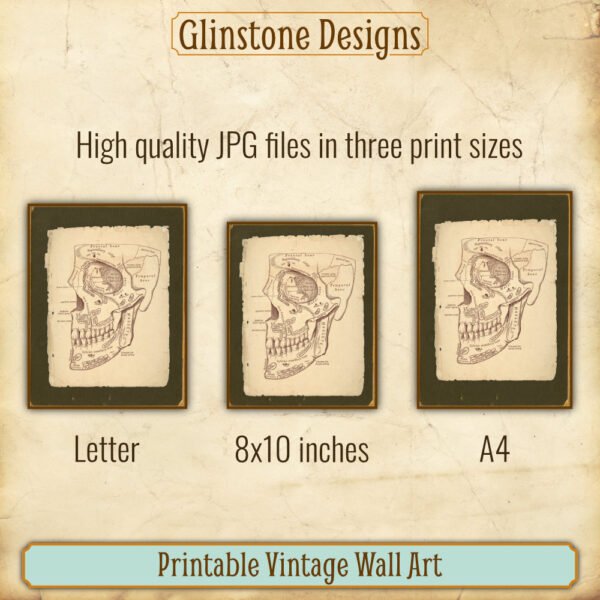 Human skull anatomical illustration printable vintage wall art sizes