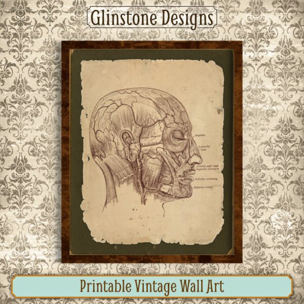 Human head anatomical illustration vintage wall art