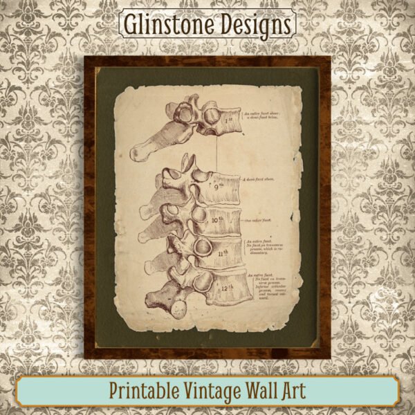 Human vertebrae anatomical illustration vintage wall art