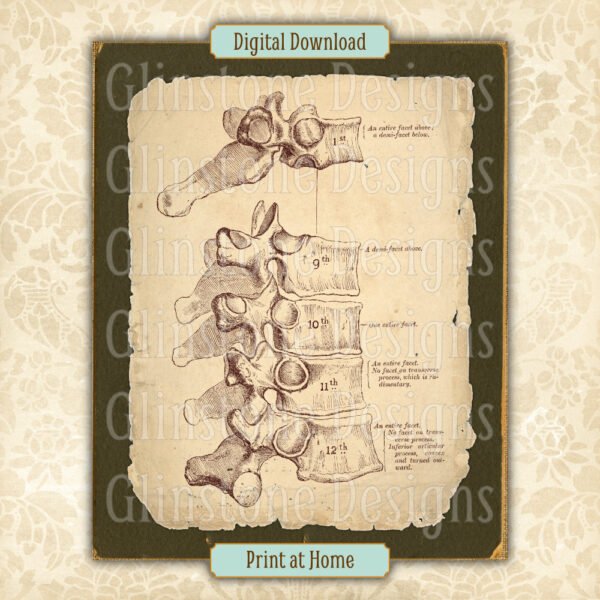 Human vertebrae anatomical illustration printable vintage wall art