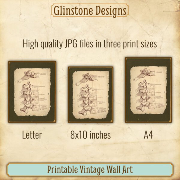 Human vertebrae anatomical illustration printable vintage wall art sizes